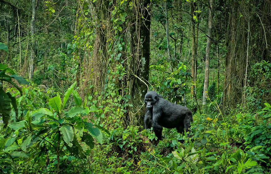 Bwindi-Impenetrable-National-Park