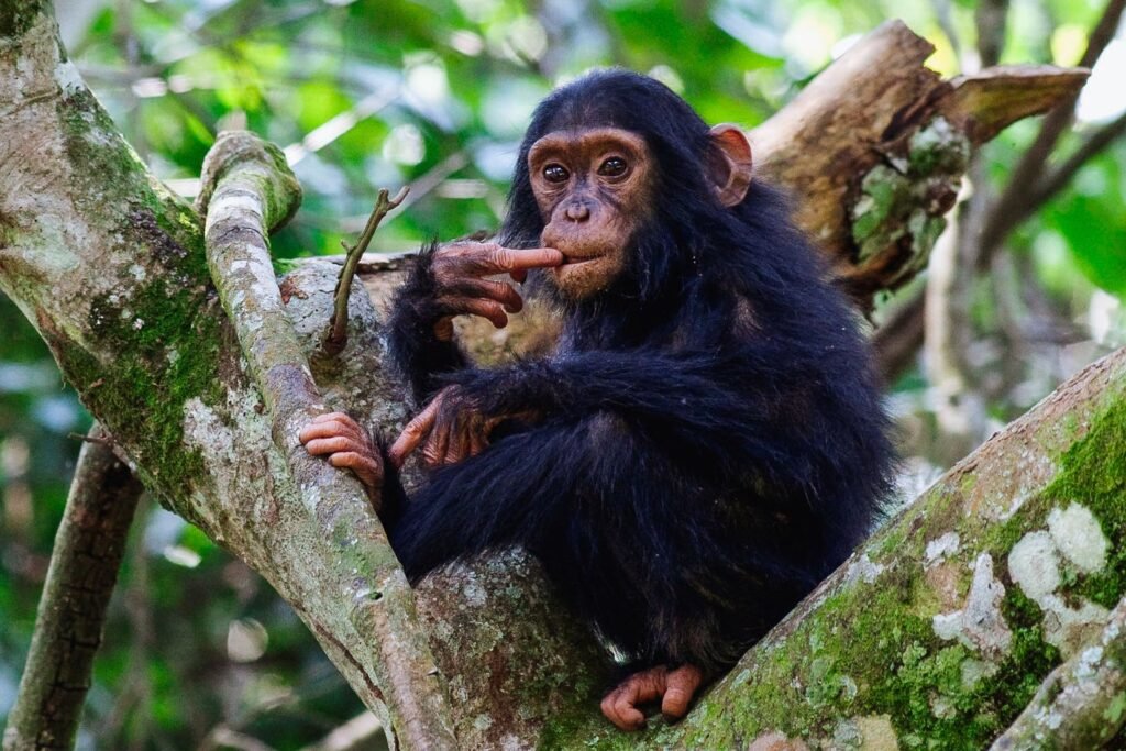 Queen Elizabeth National Park