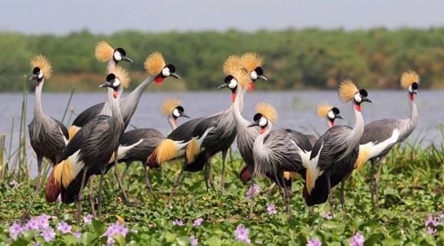 Lake Bunyonyi Bird Watching