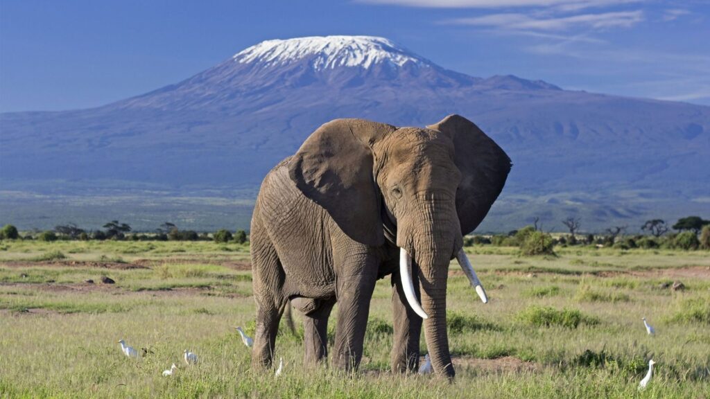 Nairobi - Amboseli National Park