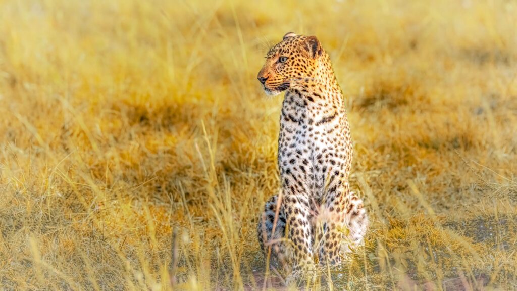 Kenya's big five safari