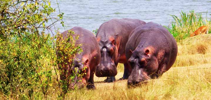 Queen Elizabeth National Park