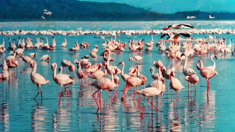 Lake Nakuru - Amboseli National Park