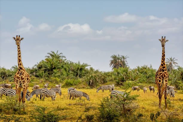 Amboseli National Park