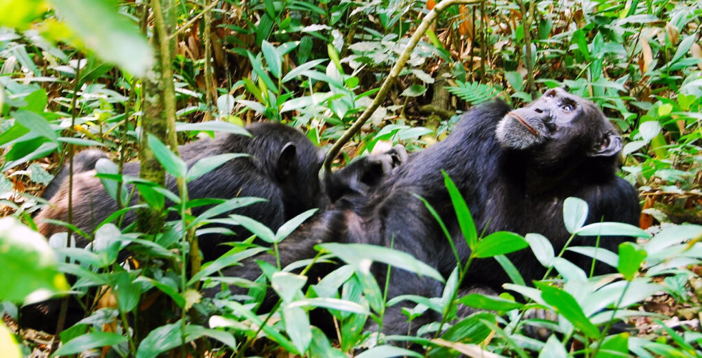 Kibale Forest