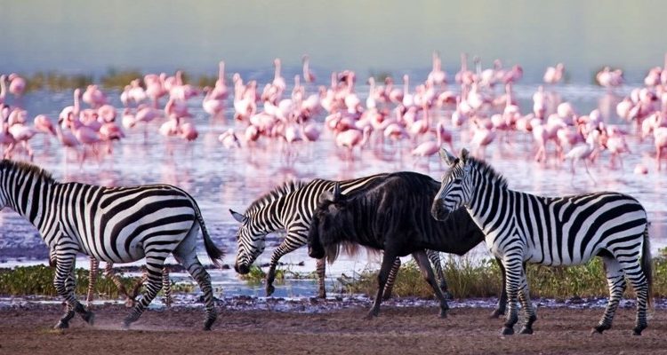 Lake Nakuru - Masai Mara National Reserve