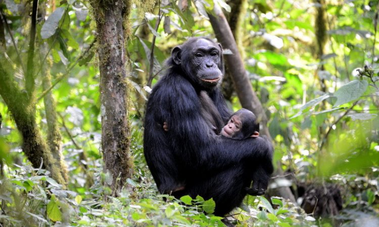 Kibale Forest