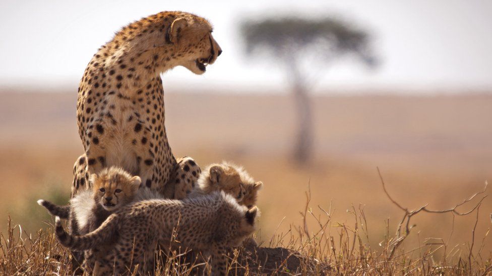 Masai Mara National Reserve