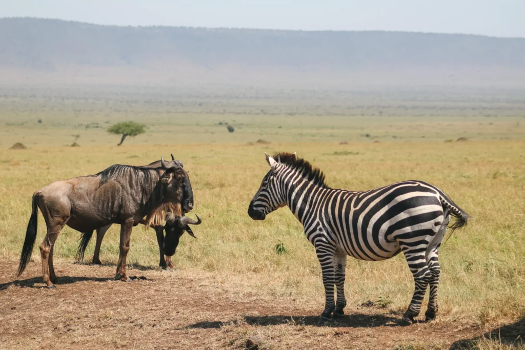 maasai mara