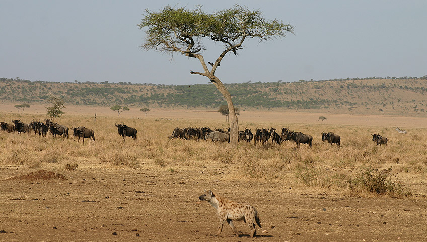 Kampala – Nairobi – Masai Mara