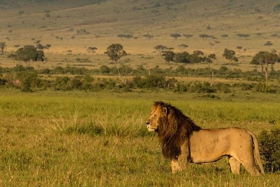 Masai Mara - Lake Victoria