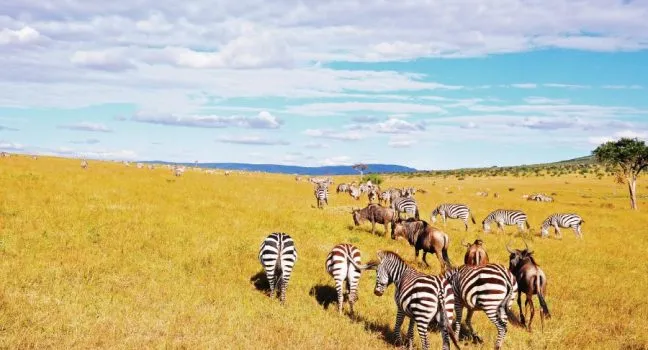 Masai Mara - Nairobi