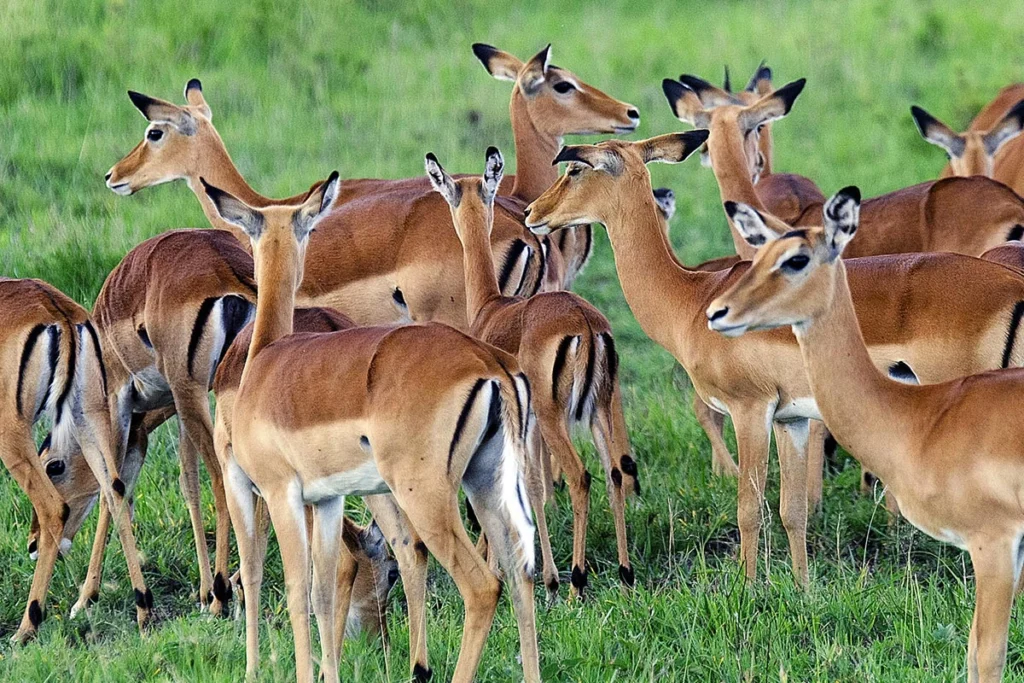 Kampala – Lake Mburo National Park