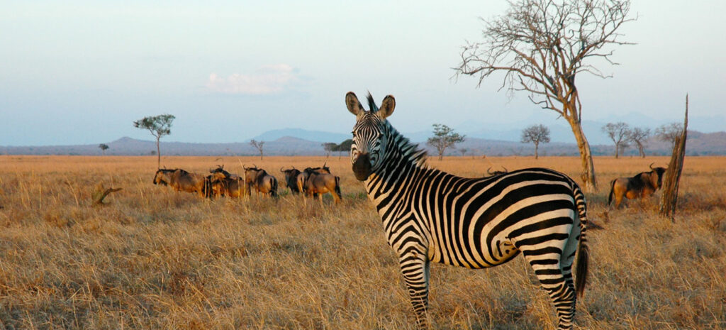 Nyerere - Mikumi National Park