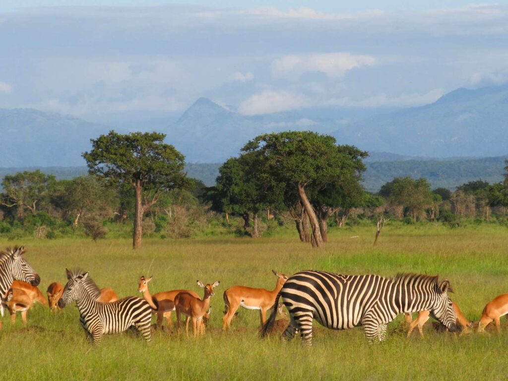 mikumi national park