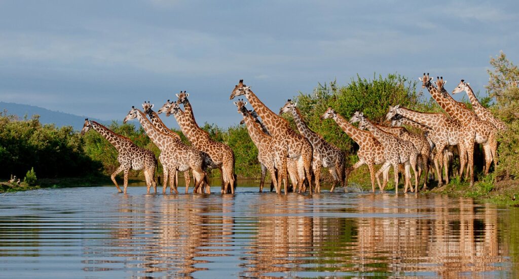 Nyerere & Mikumi Safari Tours