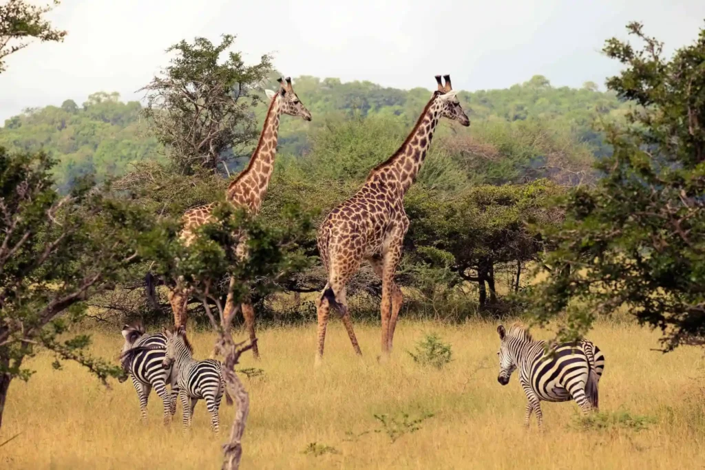 Nyerere National Park