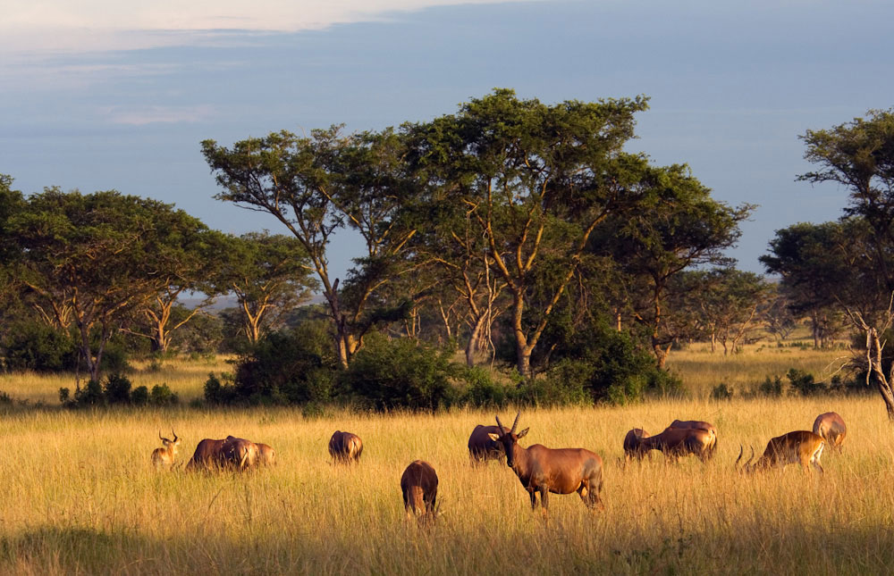 Queen Elizabeth – Bwindi Impenetrable National Park