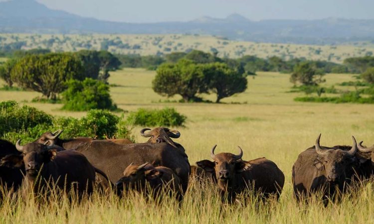 Kibale – Queen Elizabeth National Park