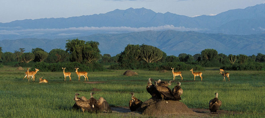 Kibale – Queen Elizabeth National Park