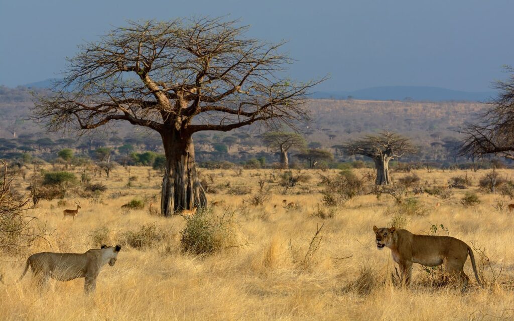  Zanzibar - Ruaha National Park