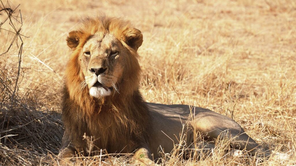 Ruaha National Park