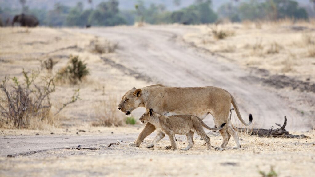 Ruaha National Park