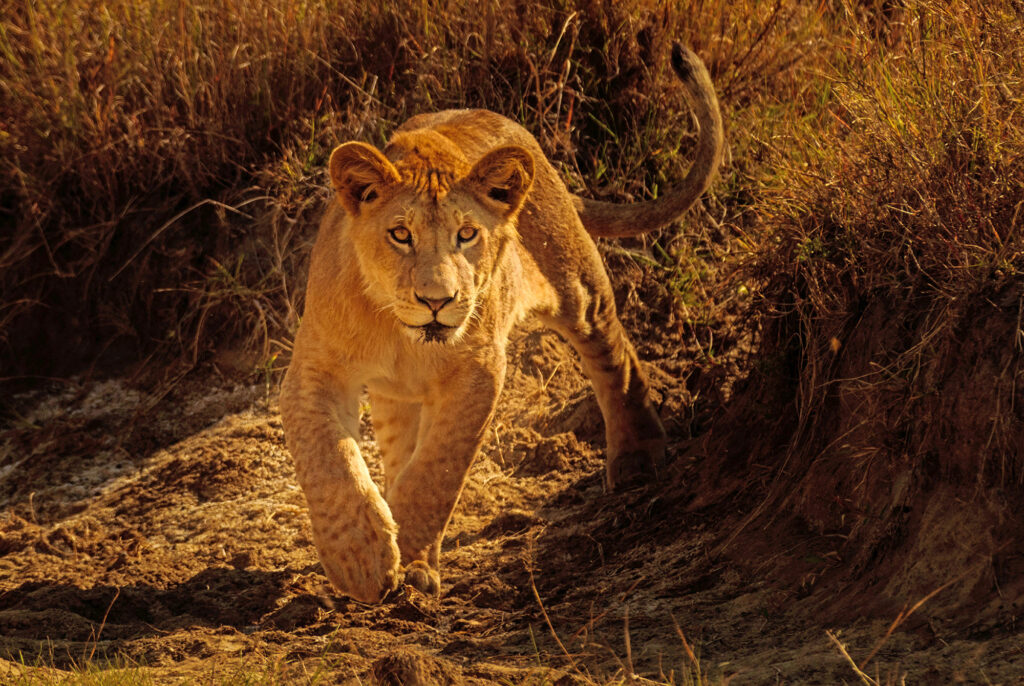 Kenya's big five safari