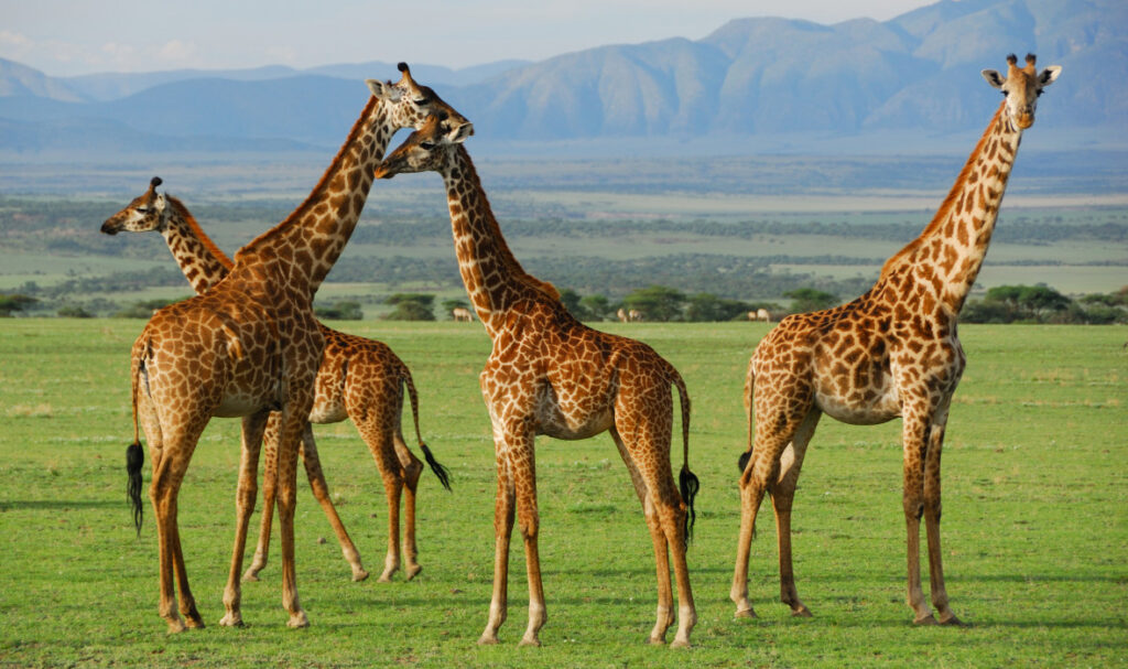 Serengeti National Park