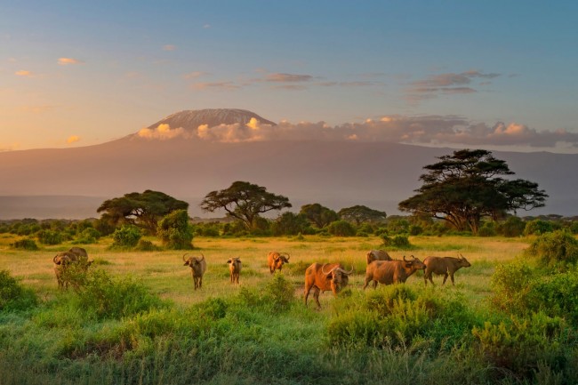 Amboseli - Lake Nakuru National Park