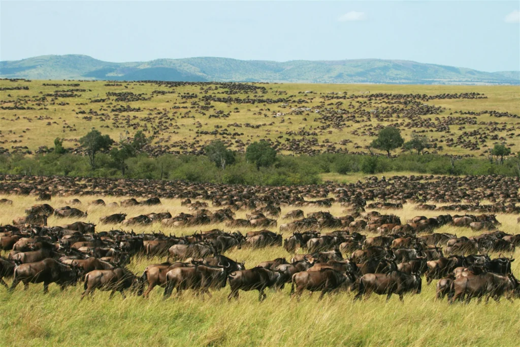 Nairobi – Masai Mara National Reserve