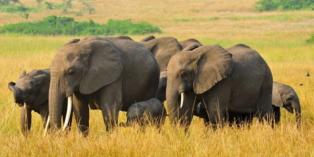 Arrival Kampala – Queen Elizabeth National Park