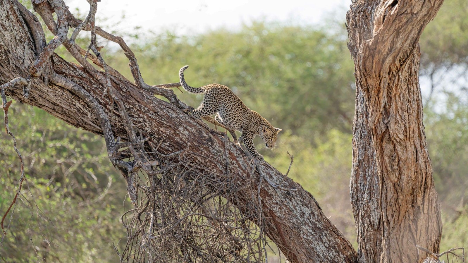 Best of Tanzania Luxury Safari