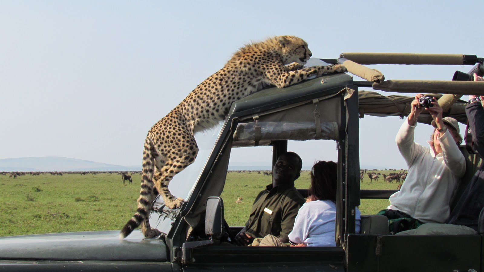 Tanzania safari