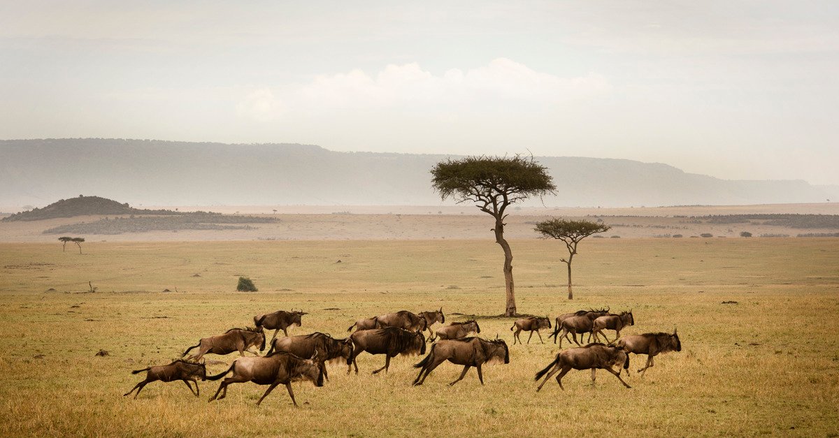 Best Time to Visit Serengeti