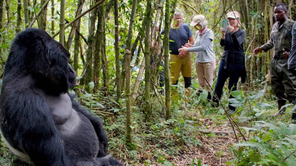 Gorilla Trekking in Bwindi Forest