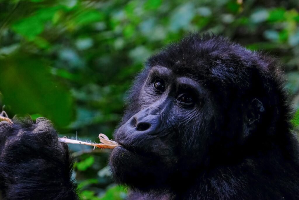 Gorilla Trekking in Africa