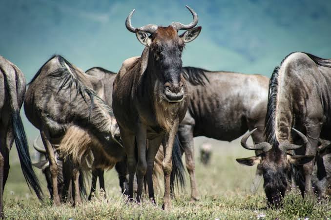 Northern Serengeti