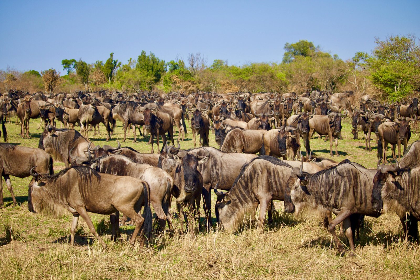 Things to Do in the Masai Mara