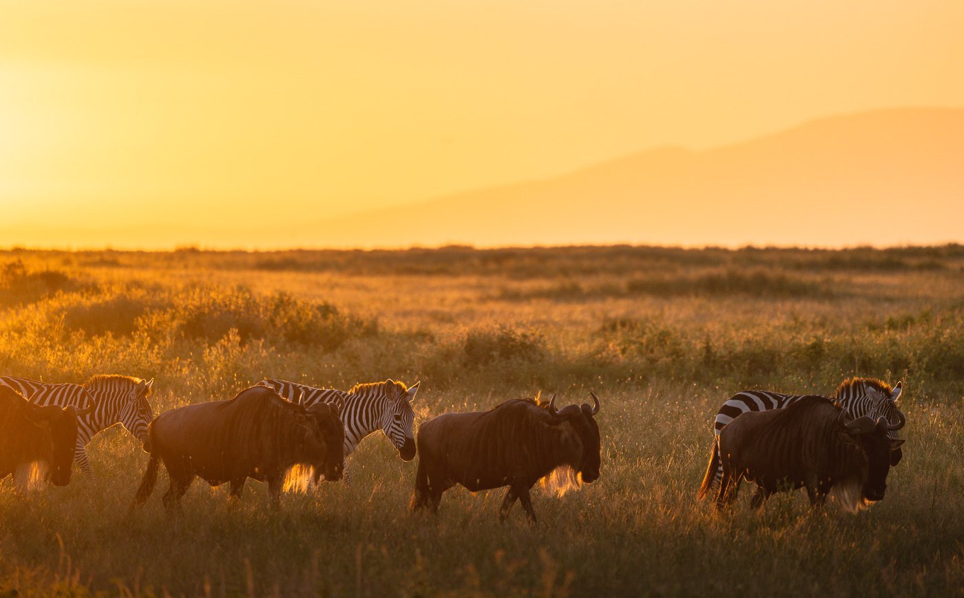 Understanding Serengeti’s Seasons