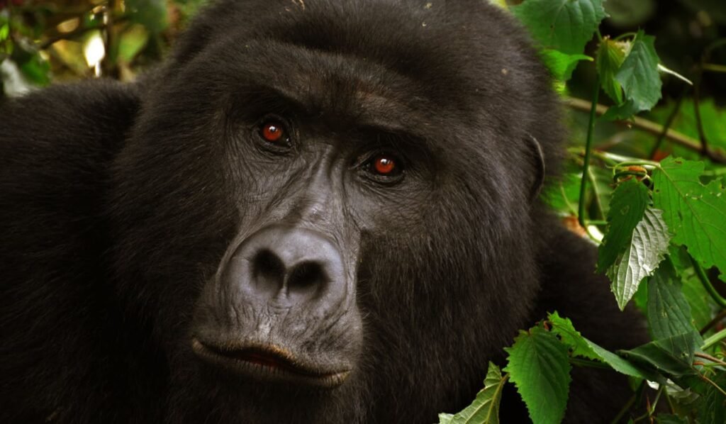 Where to Go for Gorilla Trekking in Africa